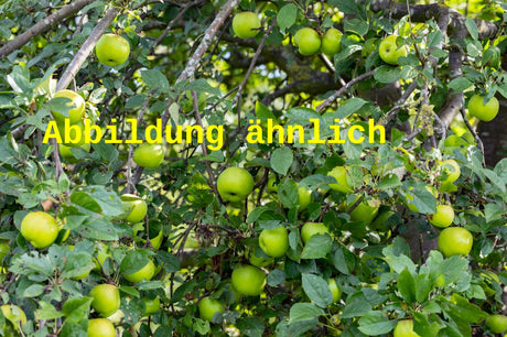 Genaues Foto für Malus 'Resista' folgt; dieses ähnliche Bild dient der Illustration von Apfel 'Resista'