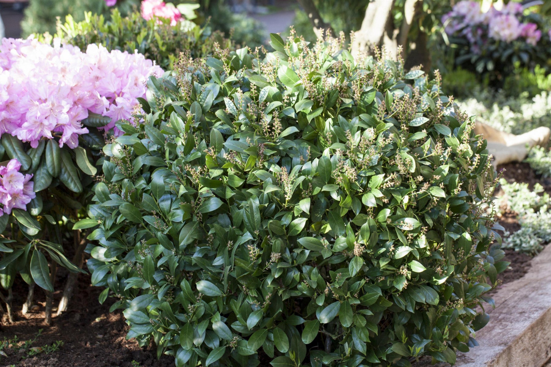 Prunus lauroc. 'Mano' (Lorbeerkirsche 'Mano')
