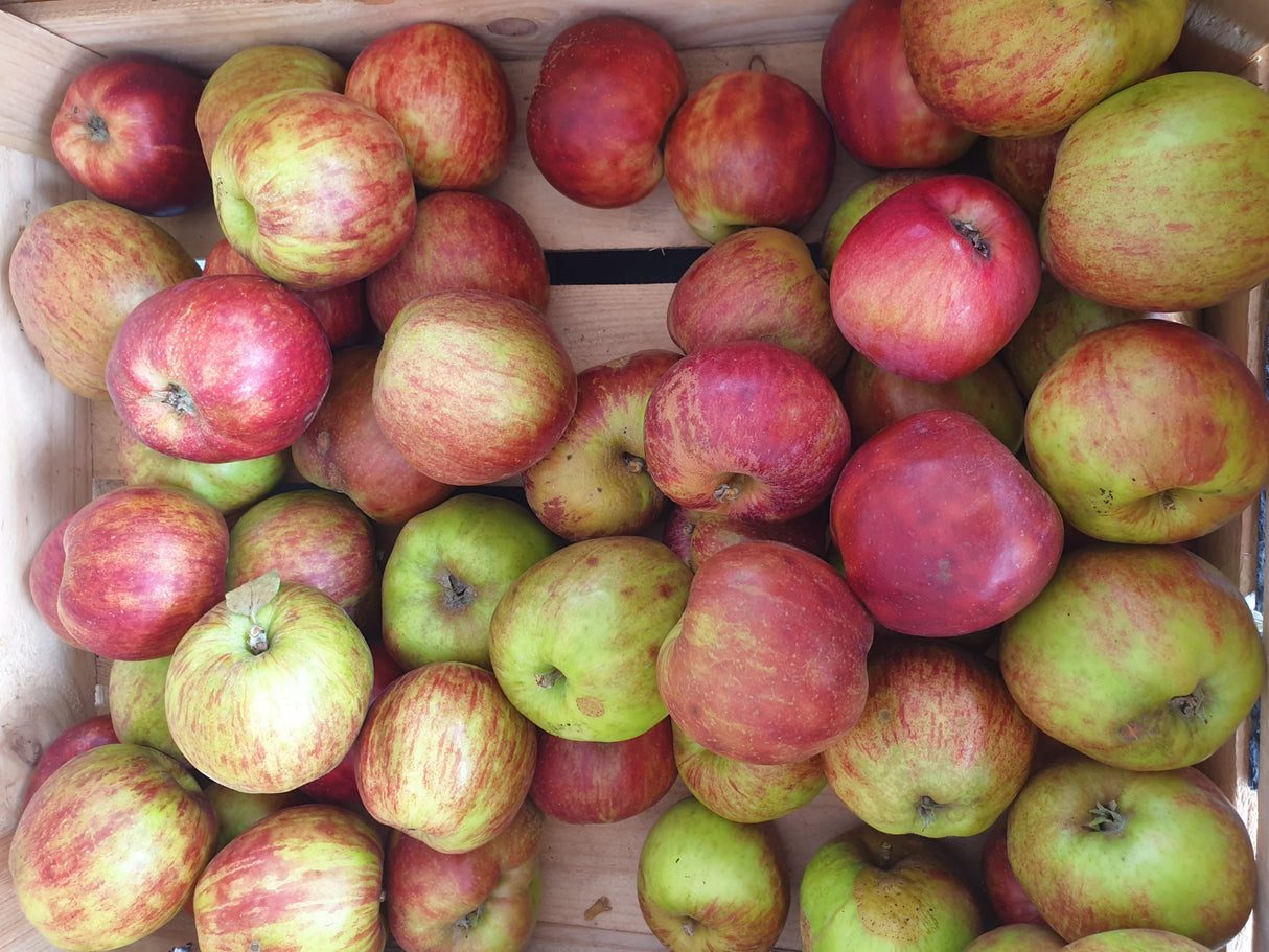 Apfel 'Gravensteiner' mittel; mit Früchten/Fruchtbehang; hoher Ertrag; Einsatzmöglichkeit z.B. : Gartenbaum; erhältlich von 150-200 bis 450-650 cm;;hier kaufen