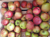 Apfel 'Gravensteiner' mittel; mit Früchten/Fruchtbehang; hoher Ertrag; Einsatzmöglichkeit z.B. : Gartenbaum; erhältlich von 150-200 bis 450-650 cm;;hier kaufen