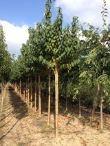Wildkirschenbaum 'Amber Beauty'; attraktive Rinde; erhältlich von 125-150 bis 450-650 cm;;hier kaufen