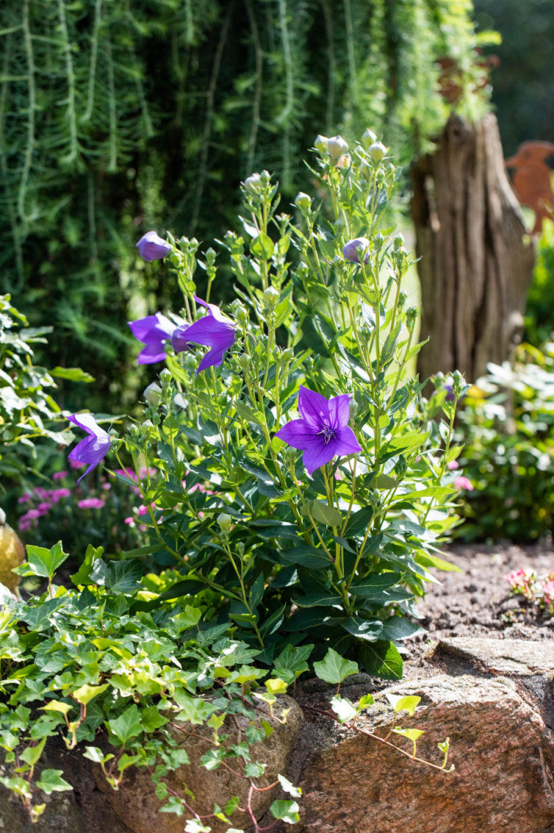 Platycodon grandiflorus 'Fuji Blue' (Großblütige Garten-Ballonblume)