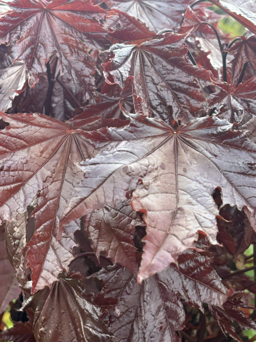 Acer platanoides 'Faassen's Black' (Roter Spitzahorn 'Faassen's Black')