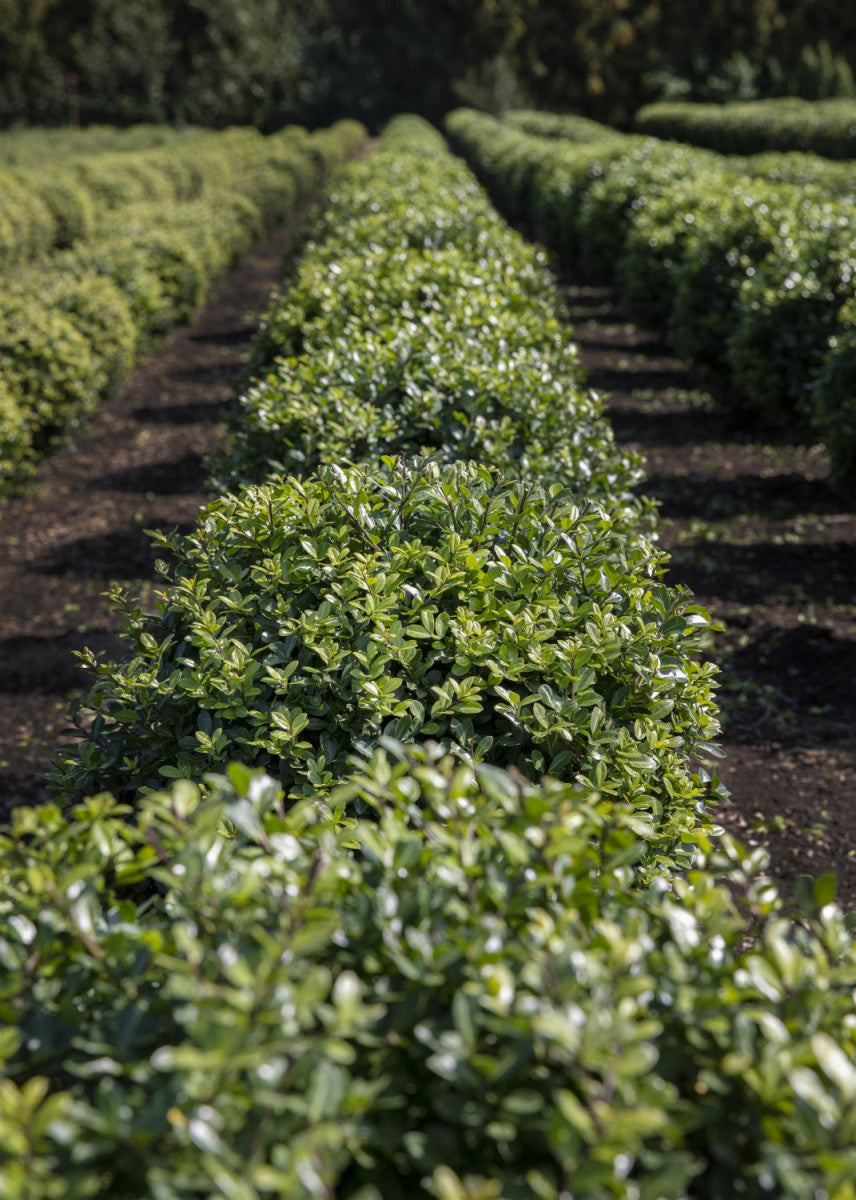Ilex crenata (Japan-Stechpalme)