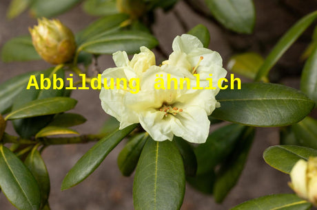 Genaues Foto für Rhododendron williams. 'Rothenburg' folgt; dieses ähnliche Bild dient der Illustration von Williams. -Rhododendron 'Rothenburg'