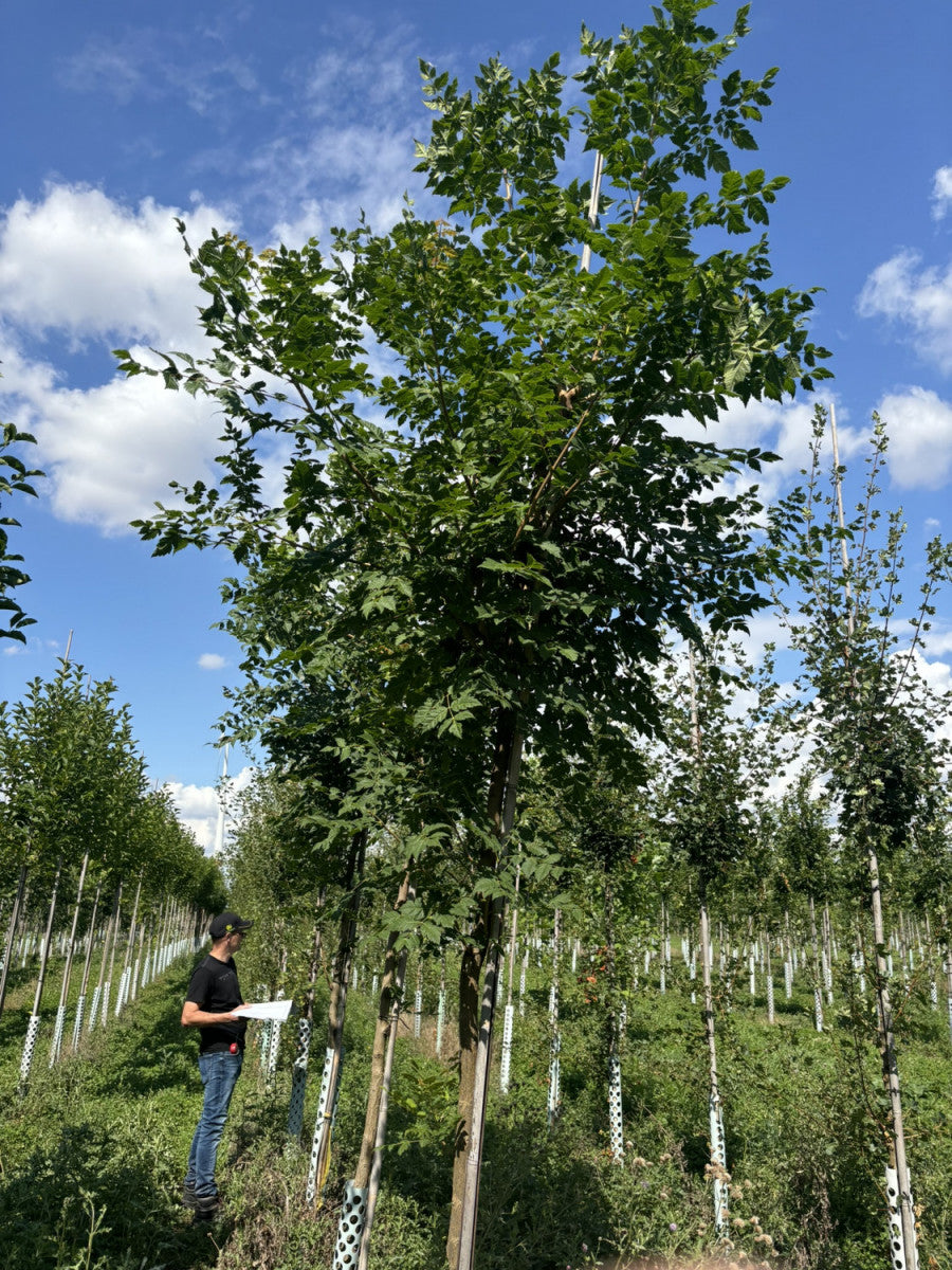Seifenbaum; blütenpracht;;ab 48,10 Euro