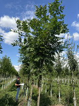 Seifenbaum; blütenpracht;;ab 48,10 Euro
