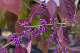 Lamiaceae 'Profusion'; hier mit Herbstlaub; winterhart; Einsatzmöglichkeit z.B. : Vogelnährgehölz;;mit zeitnaher Lieferung