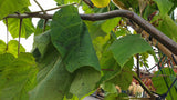 Blauglockenbaum; hier mit Sommerbelaubung; schnellwachsend; Einsatzmöglichkeit z.B. : Bienenweide; erhältlich von 270-330 bis 450-650 cm;;hier kaufen