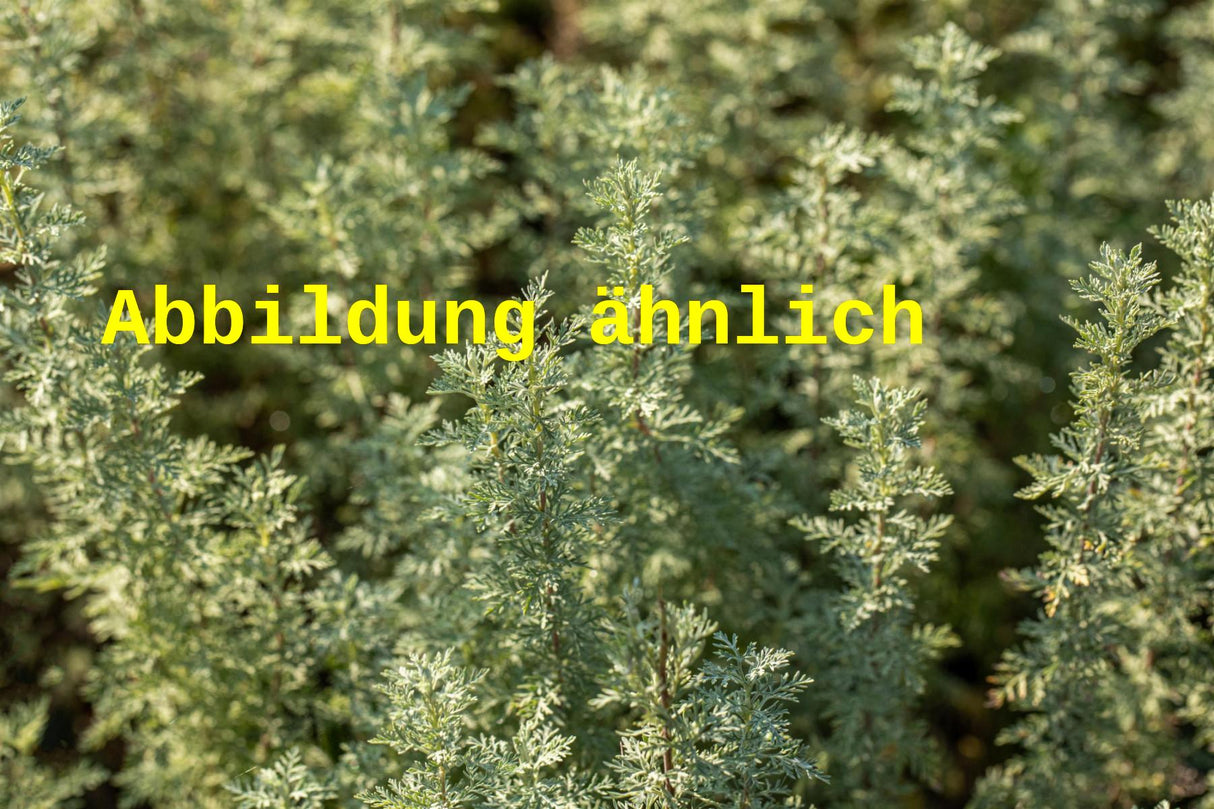 Genaues Foto für Artemisia arborescens 'Powis Castle' folgt; dieses ähnliche Bild dient der Illustration von Halbstrauchiger Garten-Wermut