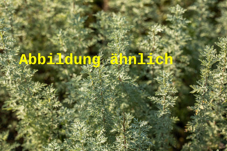 Genaues Foto für Artemisia arborescens 'Powis Castle' folgt; dieses ähnliche Bild dient der Illustration von Halbstrauchiger Garten-Wermut
