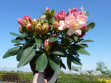 Yaku-Rhododendron 'Percy Wiseman'; hier mit Sommerbelaubung; attraktive Blüten; Einsatzmöglichkeit z.B. : Heckenpflanze; erhältlich von 30-40 bis 90-100 cm;;hier kaufen