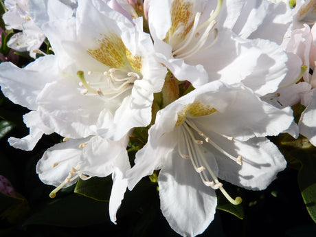 Rhododendron-Hybride 'Cunningham's White'; blütenpracht; erhältlich von 30-40 bis 160-180 cm;;hier kaufen