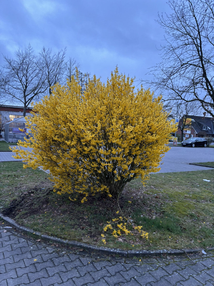 Forsythie 'Minigold'; schnellwachsend; erhältlich von 40-60 bis 80-100 cm;;hier kaufen