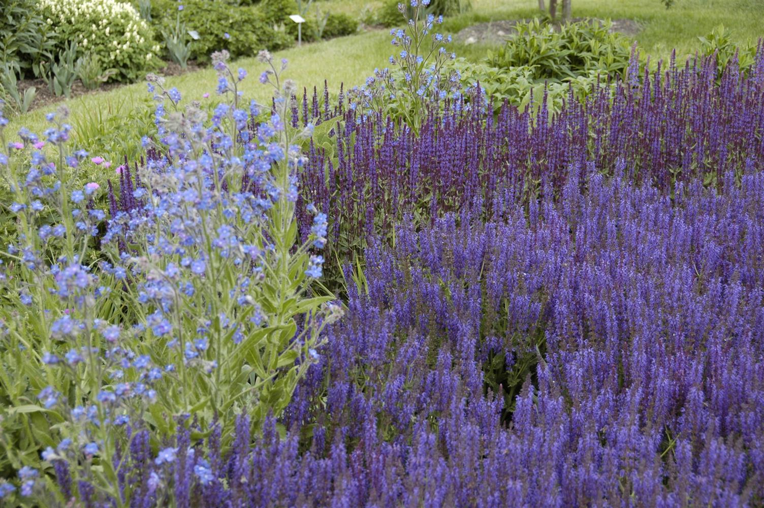 Salvia nemorosa 'Wesuwe' (Garten-Blüten-Salbei)