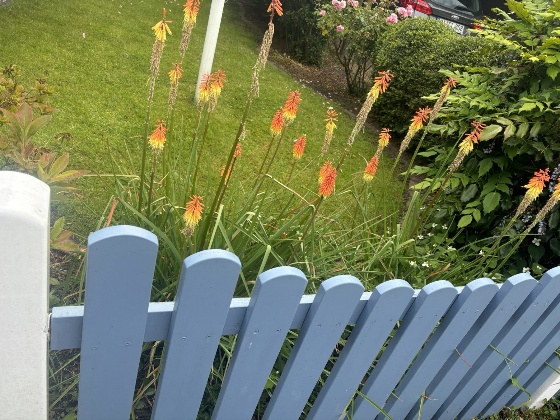Kniphofia galpinii (Galpins Fackellilie)