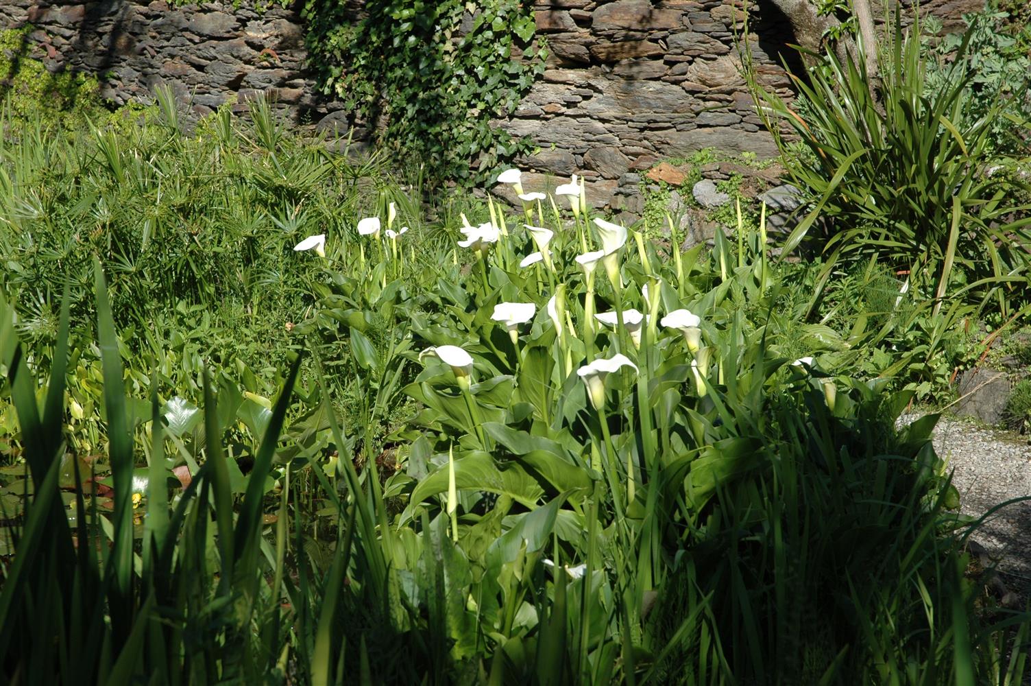 Calla palustris (Schlangenwurz)