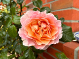 Rosa 'Marie Curie' BT; hier mit Blüte; remontierend; Einsatzmöglichkeit z.B. : Rabatte;;günstig mit Qualität