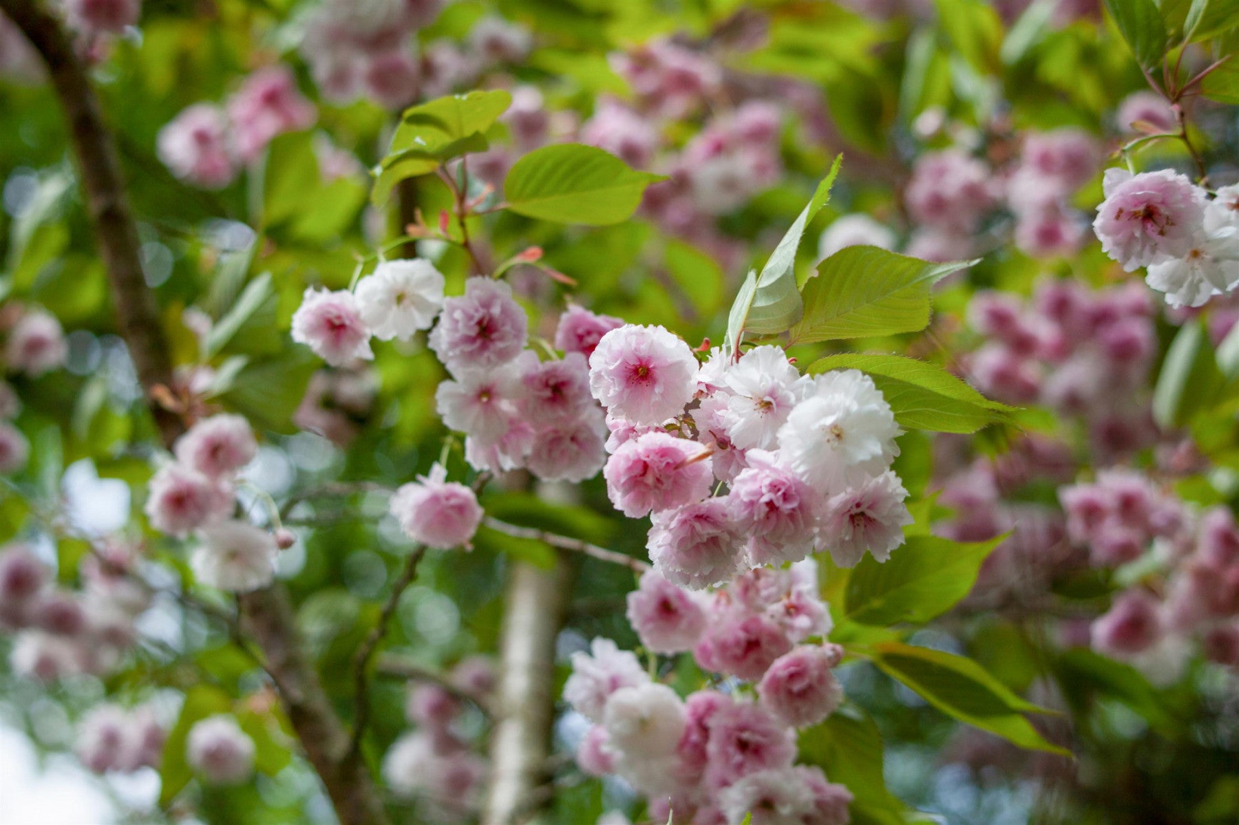 Prunus triloba (Mandelbäumchen)