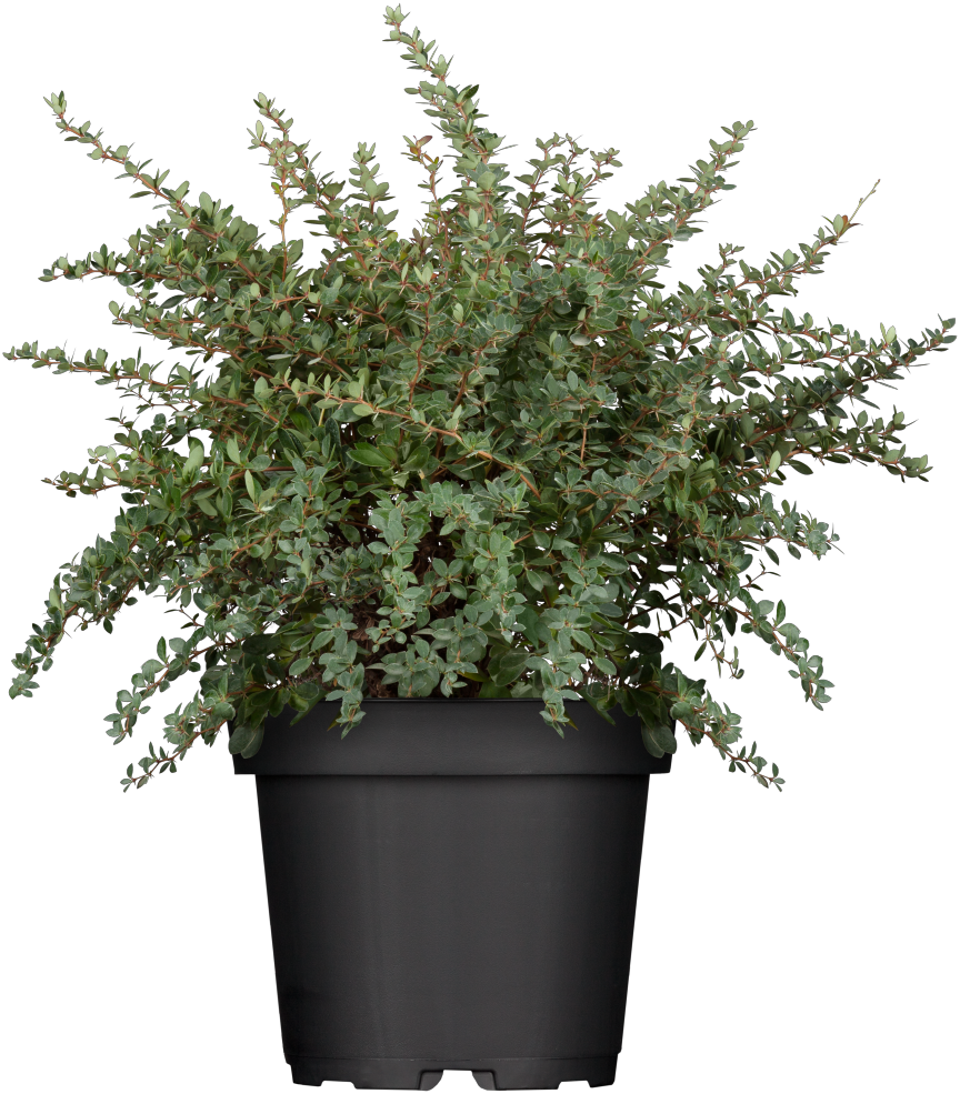 Berberis buxifolia 'Nana' (Grüne Polsterberberitze)