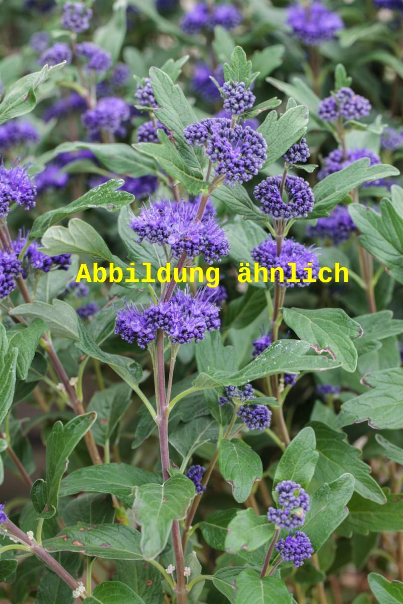 Caryopteris clandonensis 'Ferndown' (Bartblume 'Ferndown')