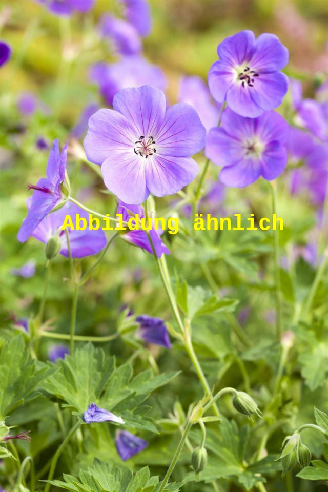 Genaues Foto für Geranium collinum 'Nimbus' folgt; dieses ähnliche Bild dient der Illustration von Garten-Storchschnabel
