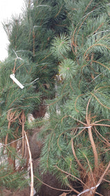 Pinus sylvestris; vorbereitet für Versand; langlebig; Einsatzmöglichkeit z.B. : Holzgewinnung;;ab 0,81 Euro