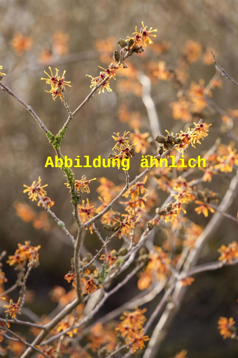 Genaues Foto für Hamamelis interm. 'Orange Peel' folgt; dieses ähnliche Bild dient der Illustration von Zaubernuss 'Orange Peel'