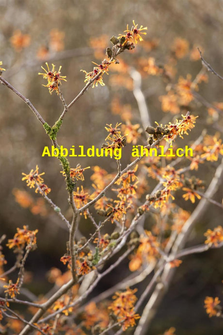 Genaues Foto für Hamamelis interm. 'Orange Peel' folgt; dieses ähnliche Bild dient der Illustration von Zaubernuss 'Orange Peel'