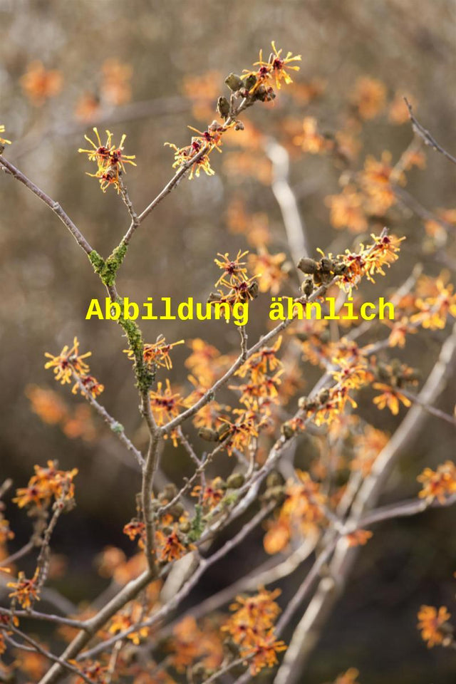 Genaues Foto für Hamamelis interm. 'Orange Peel' folgt; dieses ähnliche Bild dient der Illustration von Zaubernuss 'Orange Peel'