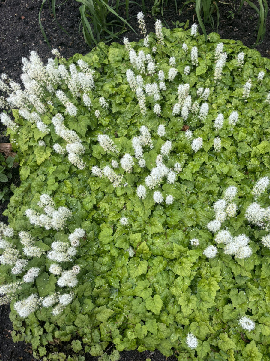 Tiarella cordifolia (Herzblättrige Schaumblüte)