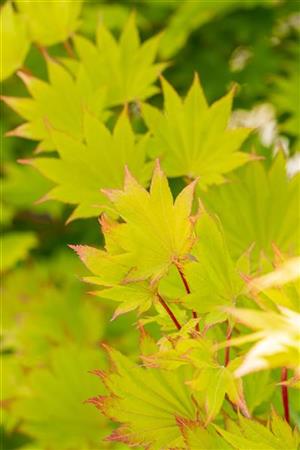 Acer shirasawanum 'Aureum' (Japanischer Goldahorn 'Aureum')