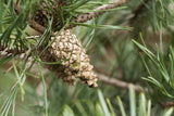 Pinus sylvestris HkG 85115; mit Früchten/Fruchtbehang; schnittverträglich; Einsatzmöglichkeit z.B. : Holzgewinnung;;ab 0,51 Euro