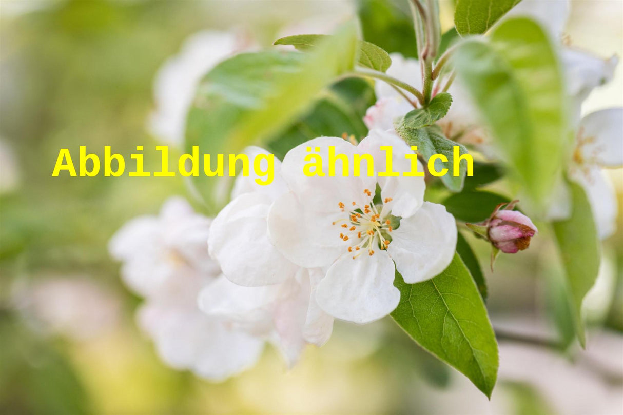 Genaues Foto für Malus 'Bob White' folgt; dieses ähnliche Bild dient der Illustration von Zierapfel 'Bob White'
