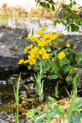 Sumpf-Dotterblume; als Pflanze im Beet; anspruchslos; Einsatzmöglichkeit z.B. : Feuchtgebiete;;hier kaufen