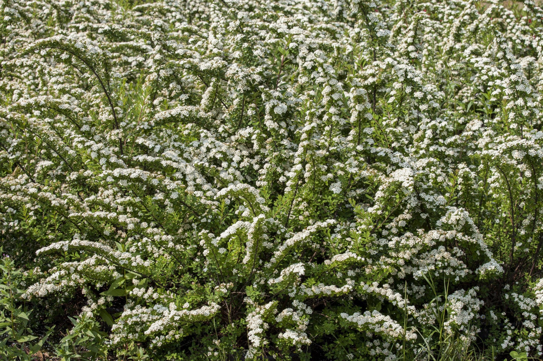 Spiraea nipponica (Japanische Strauchspiere)