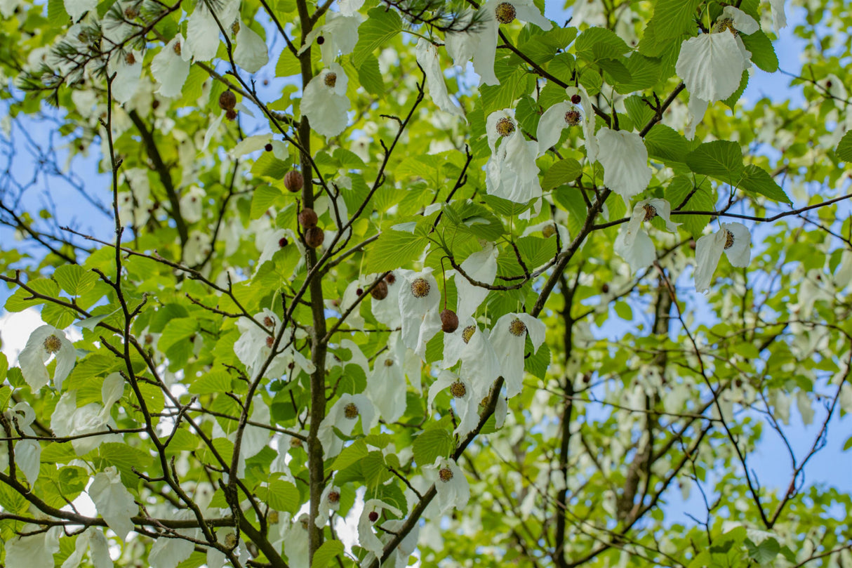 Taubenbaum; dekorative Blätter; erhältlich von 60-80 bis 200-250 cm;;hier kaufen