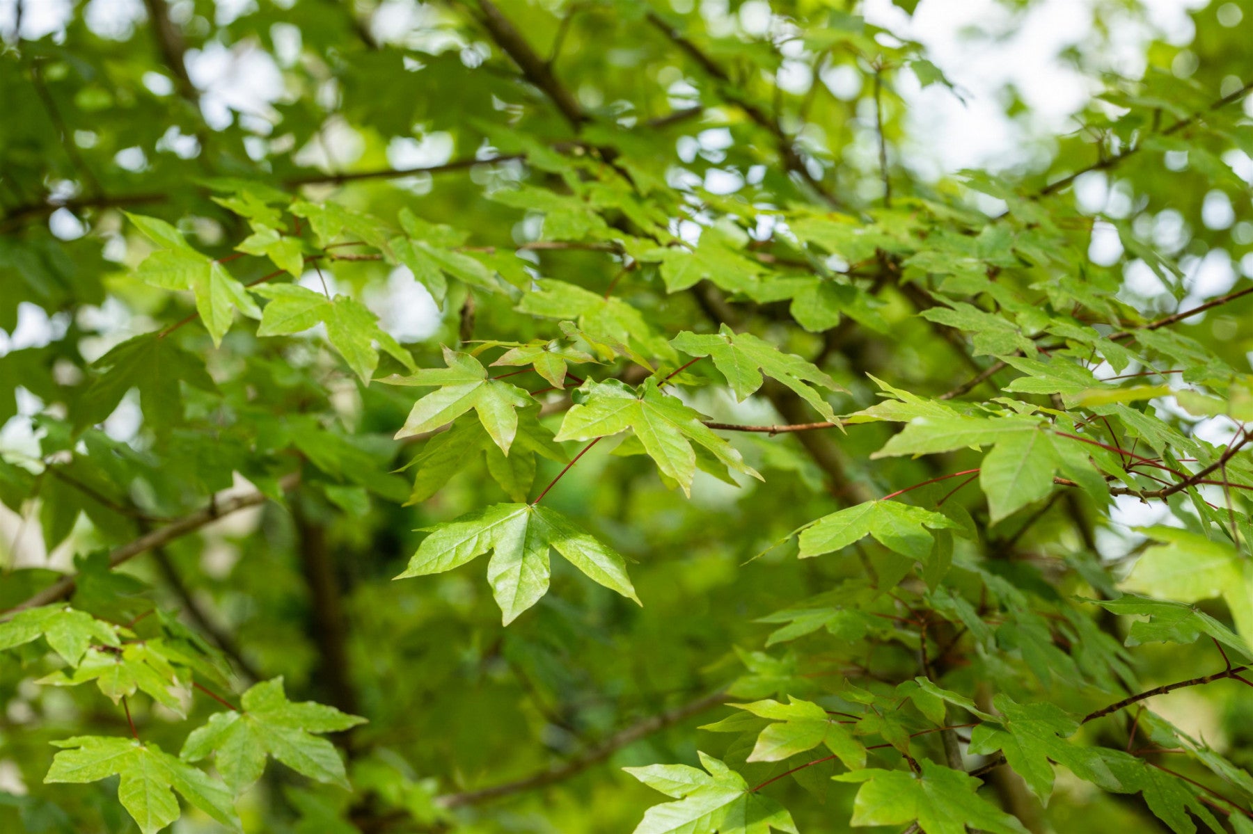 Acer neglectum 'Annae' (Eschenahorn 'Annae')