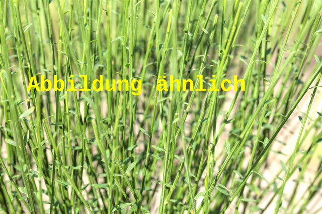 Genaues Foto für Cytisus praecox folgt; dieses ähnliche Bild dient der Illustration von Elfenbeinginster