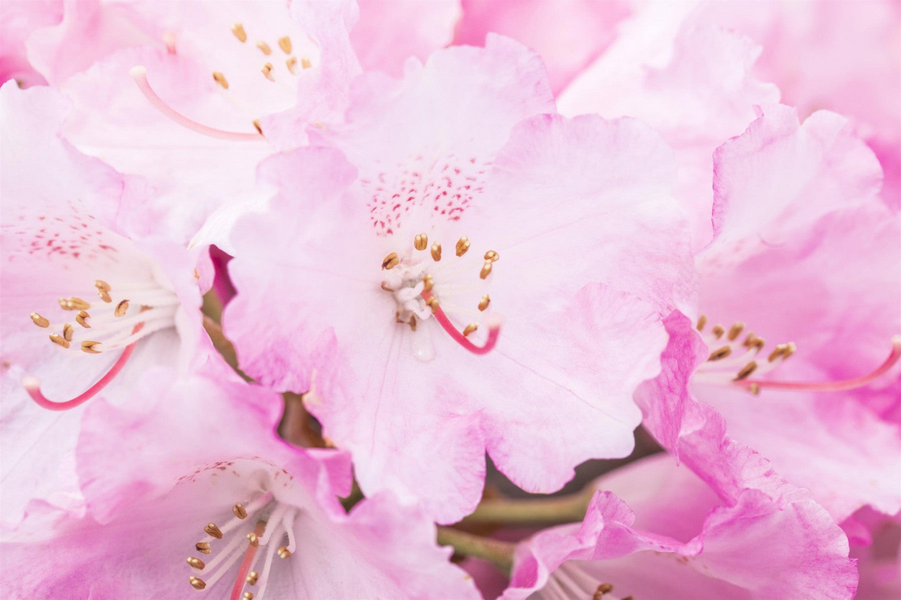 Rhododendron yak. 'Frühlingsanfang' (Yaku-Rhododendron 'Frühlingsanfang')