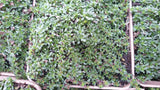 Garten-Thymian; hier mit Belaubung; winterhart; Einsatzmöglichkeit z.B. : Kräutergärten;;hier kaufen