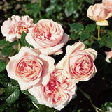 Edelrose 'Aphrodite'; hier mit Blüte; duftend; Einsatzmöglichkeit z.B. : Einzelstellung;;hier kaufen