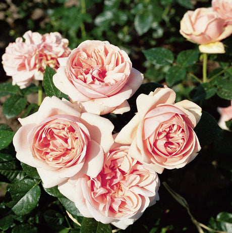 Edelrose 'Aphrodite'; hier mit Blüte; duftend; Einsatzmöglichkeit z.B. : Einzelstellung;;hier kaufen