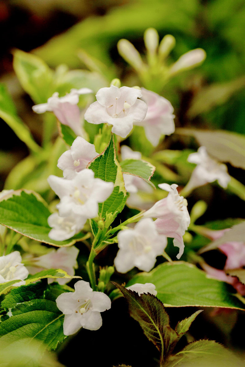 Weigelabüsche; hier mit Blüte; dekoratives Laub; Einsatzmöglichkeit z.B. : Kübelpflanze;;mit zeitnaher Lieferung