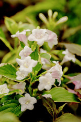 Weigelabüsche; hier mit Blüte; dekoratives Laub; Einsatzmöglichkeit z.B. : Kübelpflanze;;mit zeitnaher Lieferung