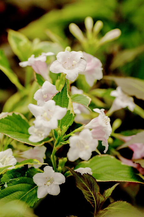 Weigelabüsche; hier mit Blüte; dekoratives Laub; Einsatzmöglichkeit z.B. : Kübelpflanze;;mit zeitnaher Lieferung