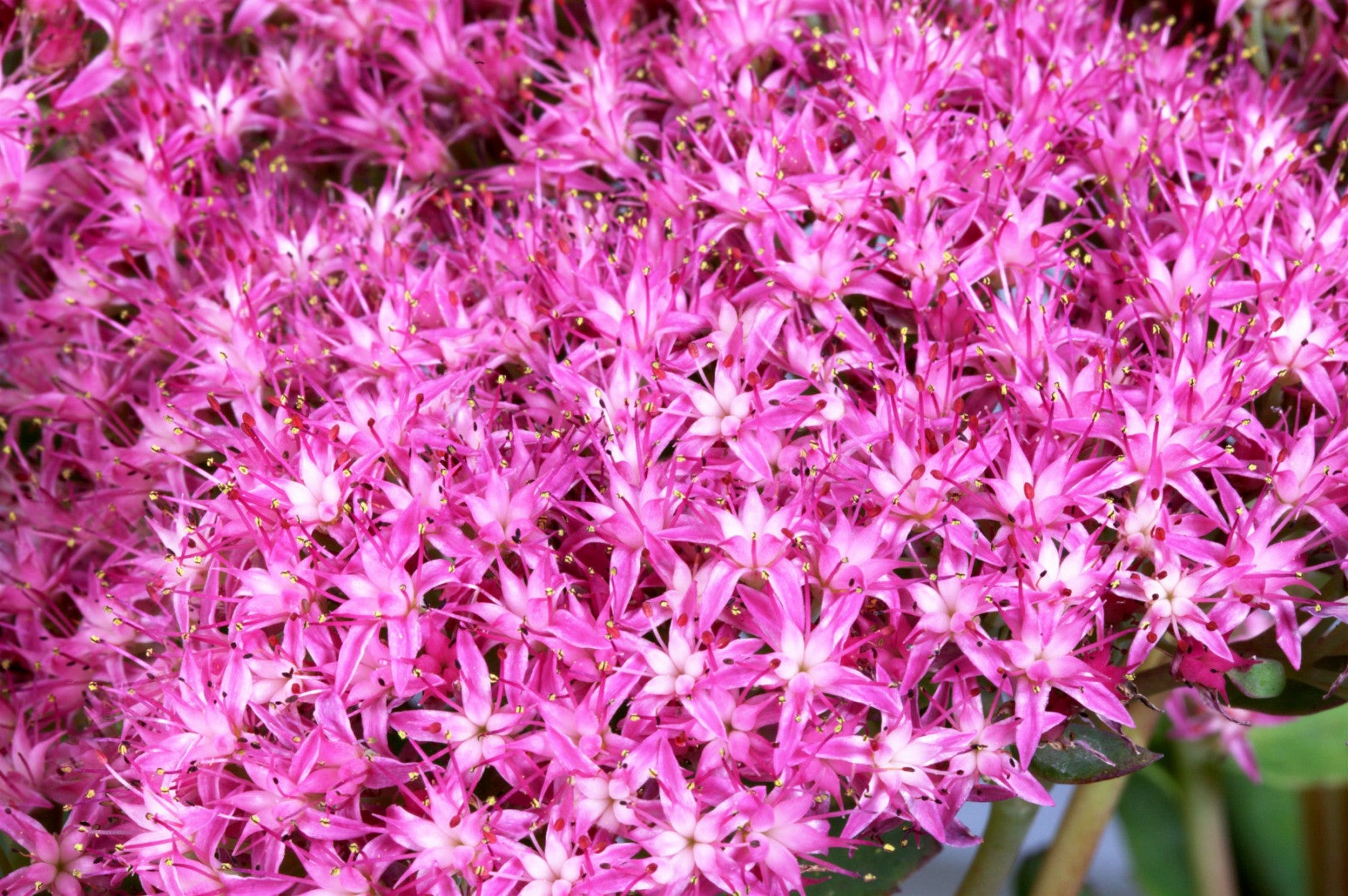 Sedum telephium 'Munstead Dark Red' (Großes Garten-Fettblatt)