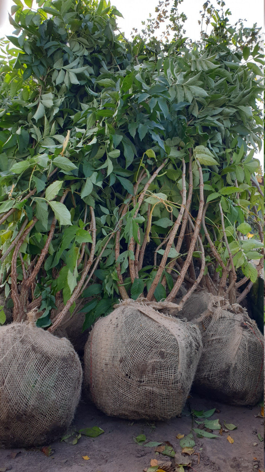 Sambucus nigra VkG 2; hier als Ballenpflanze; essbare Früchte; Einsatzmöglichkeit z.B. : Fruchtschmuck;;ab 3,85 Euro