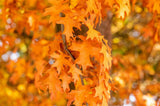 Traubeneiche; hier mit Herbstlaub; standfest; Einsatzmöglichkeit z.B. : Parkbaum;;günstig mit Qualität