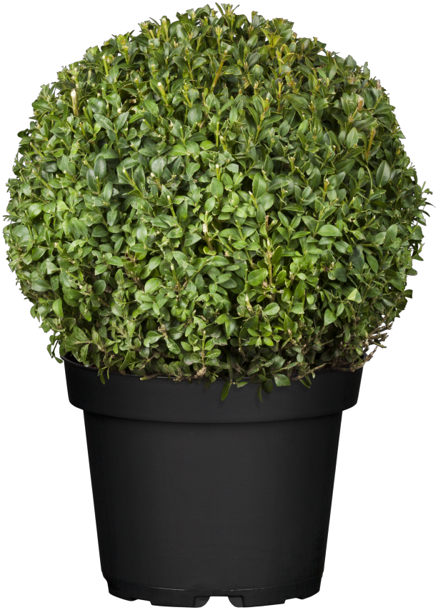 Löffel-Ilex; in Einzelansicht; winterhart; Einsatzmöglichkeit z.B. : Hecke; erhältlich von 30-35 bis 100-125 cm;;hier kaufen